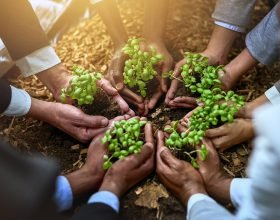Coffee Market Report