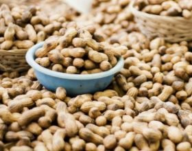 Peanut Market Report – January 2018